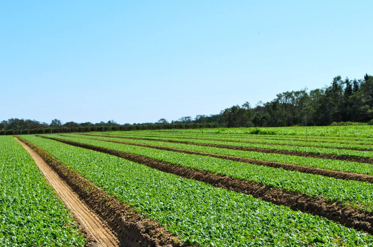 露地蔬菜种植技术大全 - 2020年最新商品信息聚合专区 - 爱采购